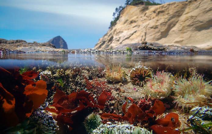 Tide pooling